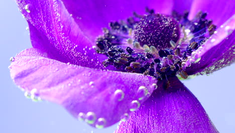 purple anemones with bubbles