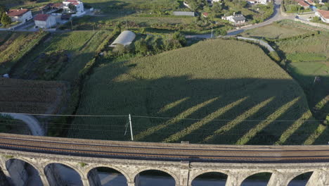 Überführung-Neigung-Nach-Unten-Aufnahme-Einer-Alten-Bogeneisenbahnbrücke,-Umgeben-Von-Getreidefeldern,-Die-Schatten-Auf-Maisfelder-Werfen---Ponte-Seca,-Durrães,-Barcelos