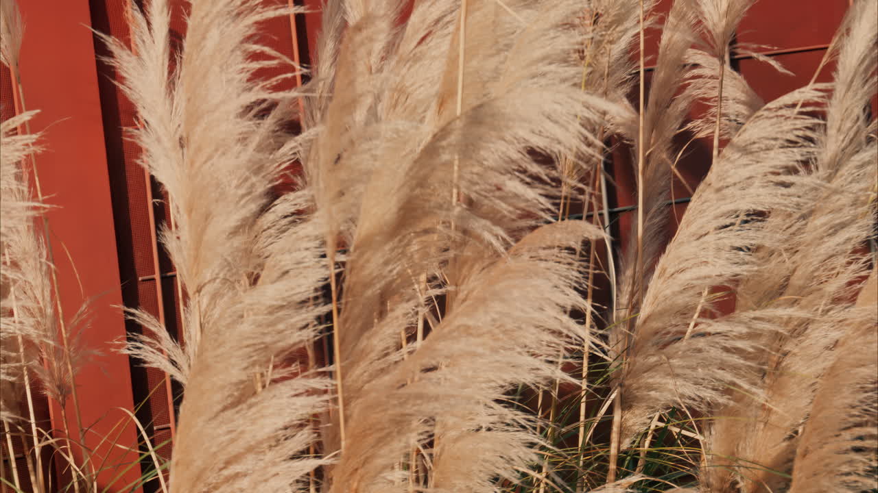 Close up of dried pampas grass decoration on an orange background
