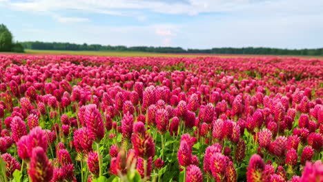 el paisaje dominado por el trébol carmesí es una impresionante exhibición de la belleza de la naturaleza.