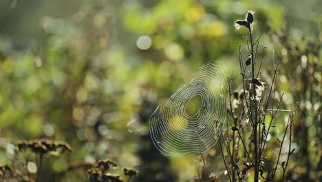 Una-Telaraña-Etérea-Retroiluminada-Por-El-Sol-De-La-Mañana-Se-Extiende-Entre-Los-Tallos-De-Hierba-Marchita