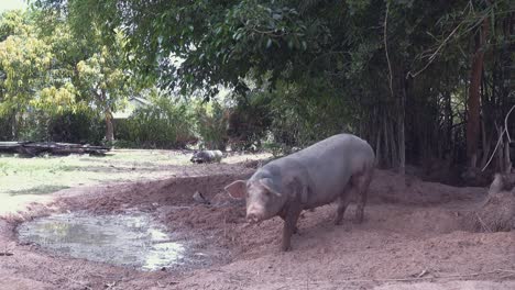 cerdo por el abrevadero