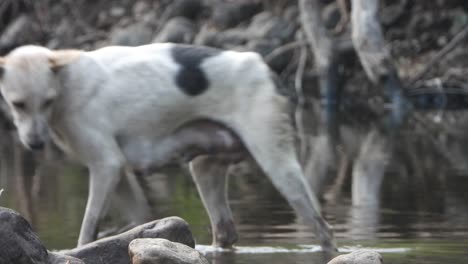 female wild dog in forest .