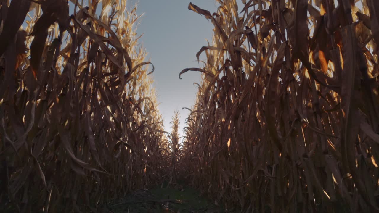A serene skater dolly shot of a dry cornfield at dusk, with tall, golden-brown stalks under a blue sky. agriculture, rural, or autumn themed footage, capturing the rustic beauty of harvest season.