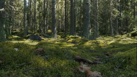 Sombras-De-árboles-Forestales-Bailando-Debido-Al-Viento,-Vista-Deslizante