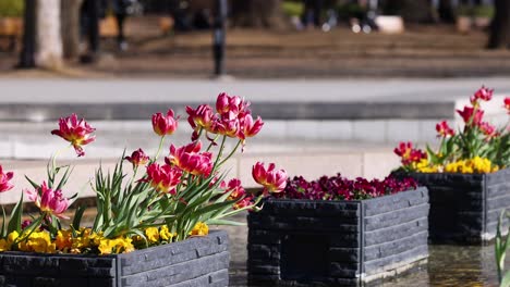 colorful flowers in focus, people walking by blurred