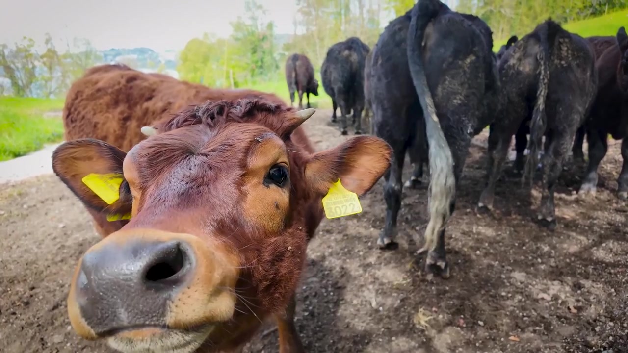 Primo piano di una mucca curiosa che si avvicina alla macchina fotografica vicino a Lucerna, Svizzera, con altro bestiame in un tranquillo ambiente rurale di fattoria