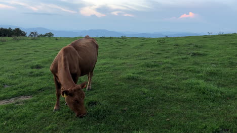 cow eating grass in pasture at sunset