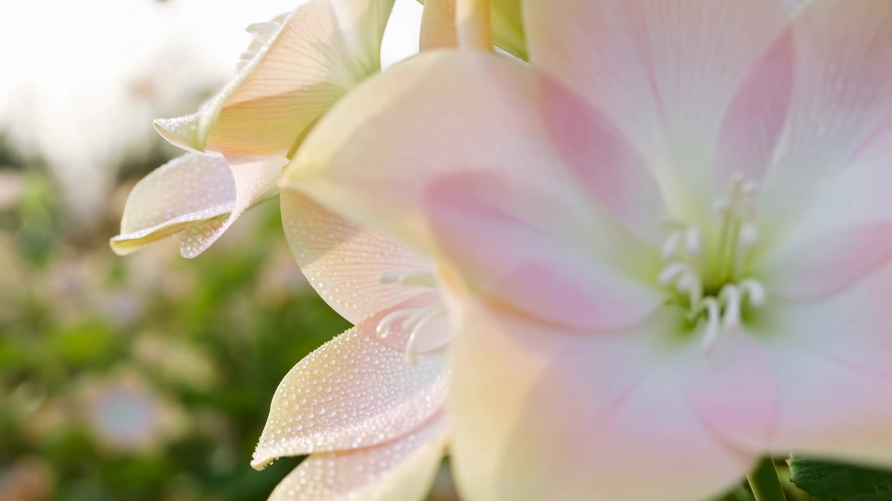 穏やかで自然な日当たりの良い牧草地で花が咲く息をのむようなタイムラプス。クローズアップの真上からの視点で捉えられ、鮮やかなピンクの繊細な花びらと雄しべが強調されている。