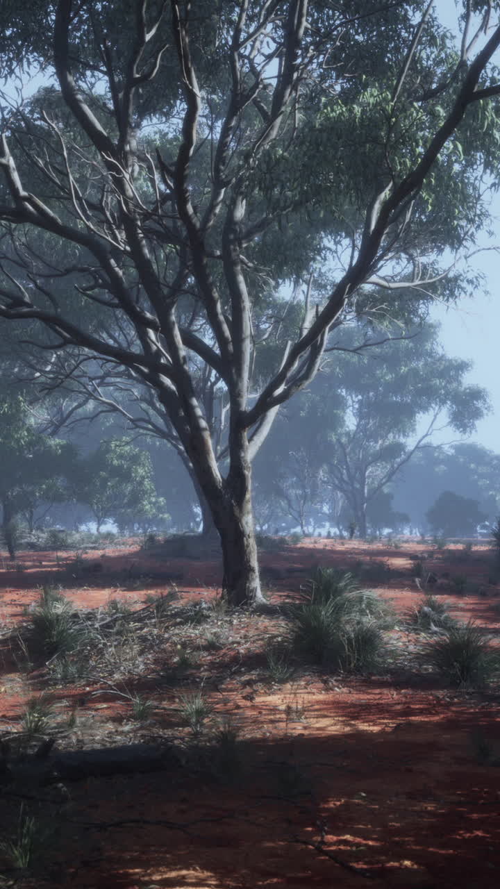 울창한 숲 속 의 외로운 나무