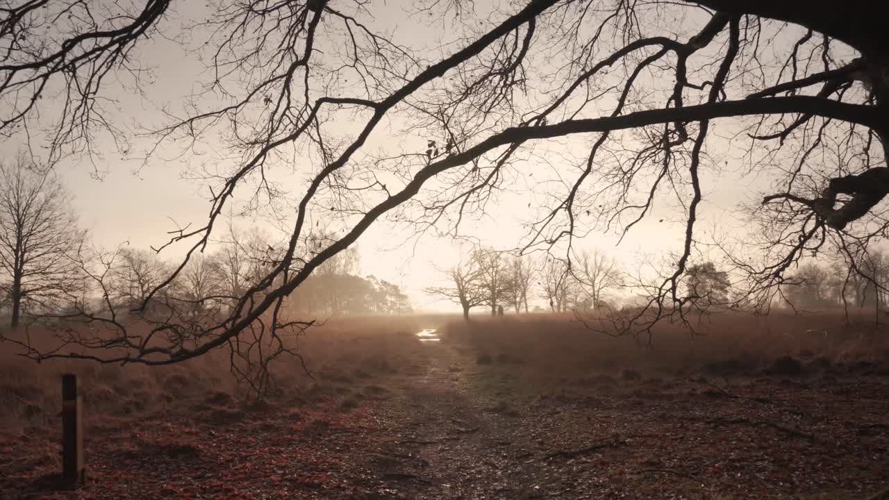 Misty Morning in the Woods