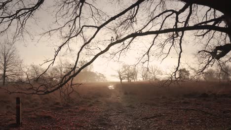 misty morning in the woods