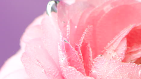 pink rose with water drops and bubbles