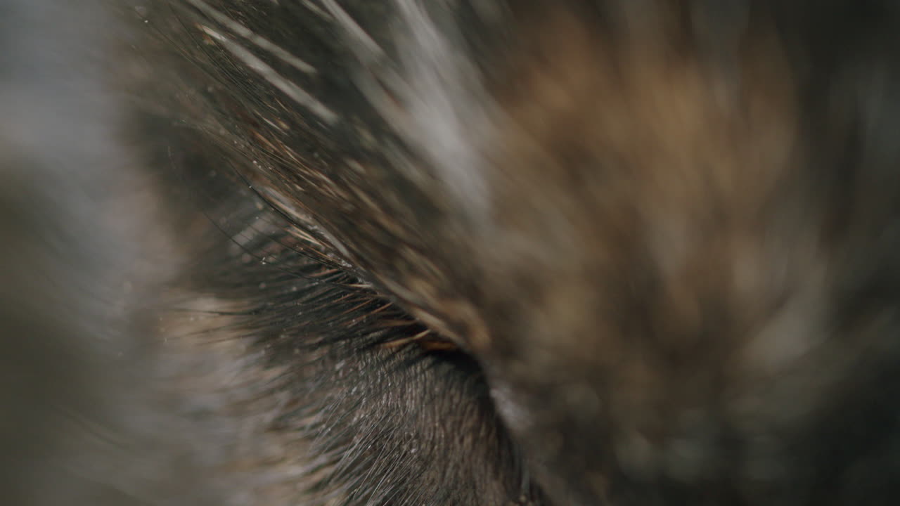 High angle macro shot of the right eye of a dog, eye lashes visible
