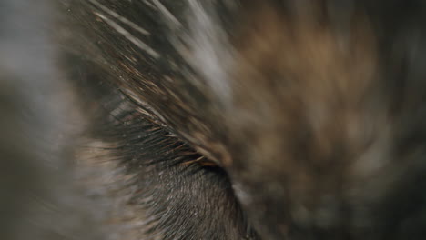 high angle macro shot of the right eye of a dog, eye lashes visible