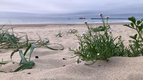 Eine-Kleine-Pflanze-Mit-Rosa-Blüten,-Die-Am-Sandstrand-Sitzt,-Während-Ein-Schiff-Einen-Lastkahn-Mit-Holzspänen-Aufs-Meer-Hinauszieht