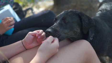 perro llamando la atencion