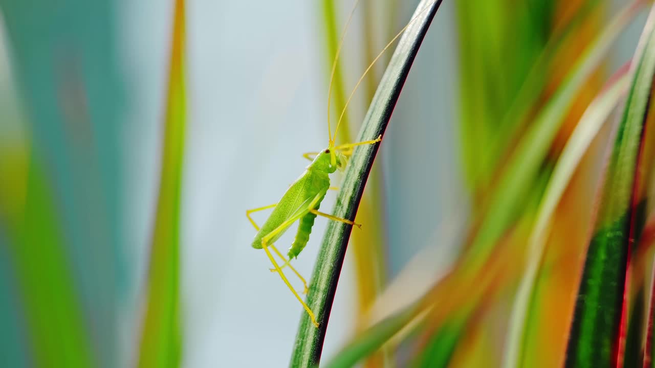 Macro view of green grasshopper on houseplant by window in warm evening light
