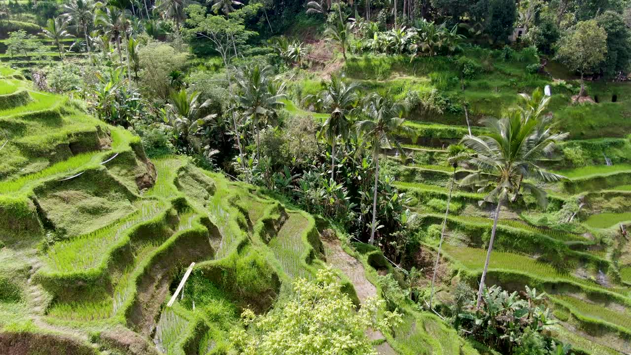 Maestosa valle di terrazzamenti di riso a Bali, vista aerea in ascesa