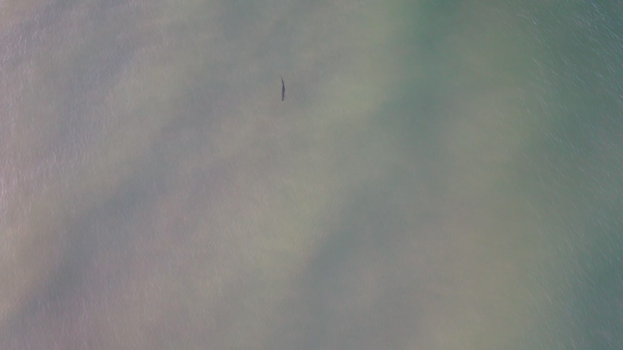 Aerial footage of lone Tarpon swimming along a coast line in shallow water
