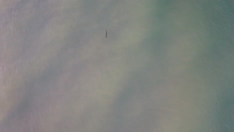 aerial footage of lone tarpon swimming along a coast line in shallow water