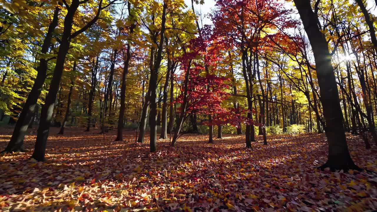 A scenic video captures a sunlit autumn forest with vibrant leaves