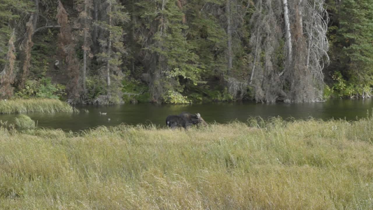 A young female moose grazing weeds in a small river on a beautiful autumn fall day