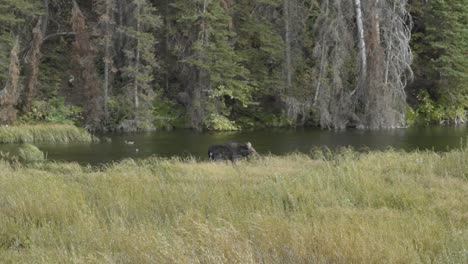 a young female moose grazing weeds in a small river on a beautiful autumn fall day