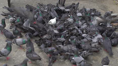 las palomas comen comida en las calles de kolkata