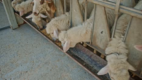 herd of sheep eating in industrial barn, close up motion shot