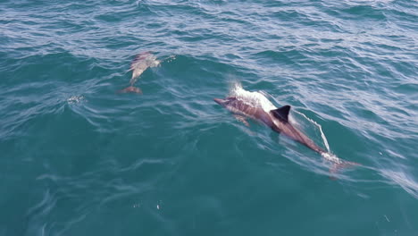 dos delfines nadando y saltando frente a un bote en el océano, a cámara lenta