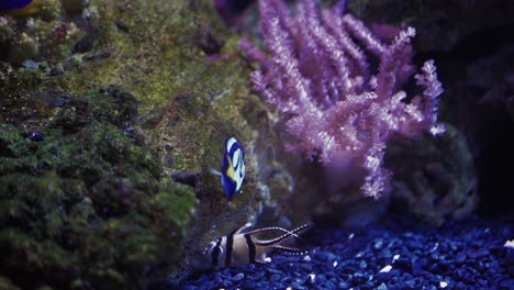 blue tang in the tropical aquarium among other fish