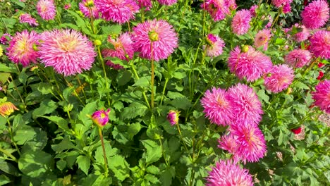 Vivid pink dahlia flowers gently move in a lush garden under bright natural sunlight, captured with smooth handheld camera motion and vibrant color detail