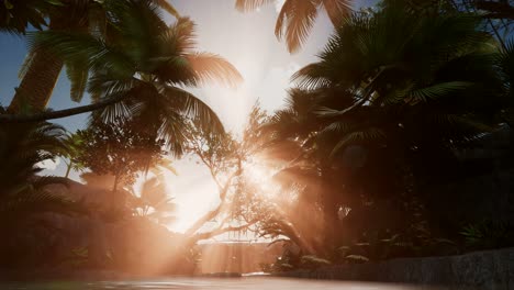 los rayos del atardecer a través de las palmeras