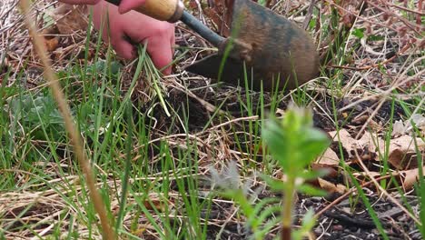 shovel knocking dirt off of the roots of a plant