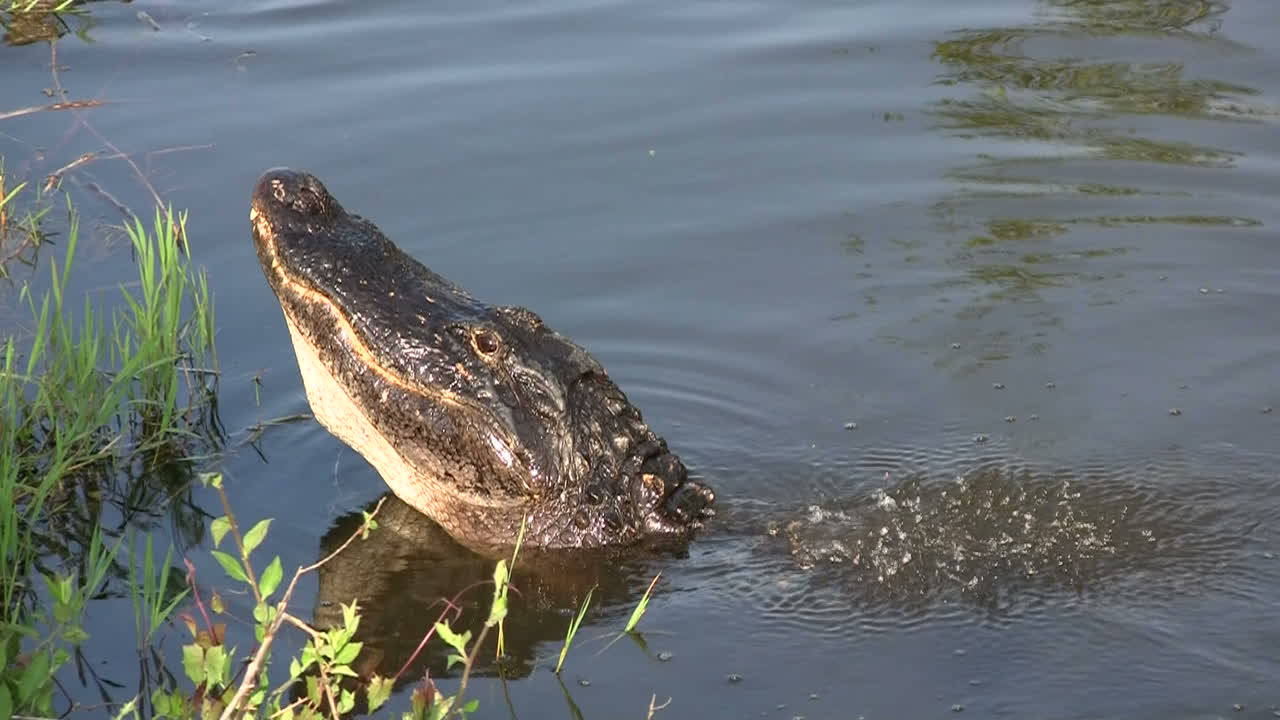 un caimán en los everglads levanta la cabeza 3