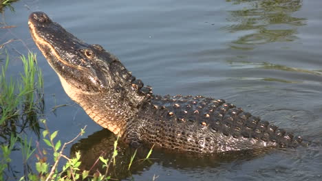 an alligator in the everglads raises his head 3