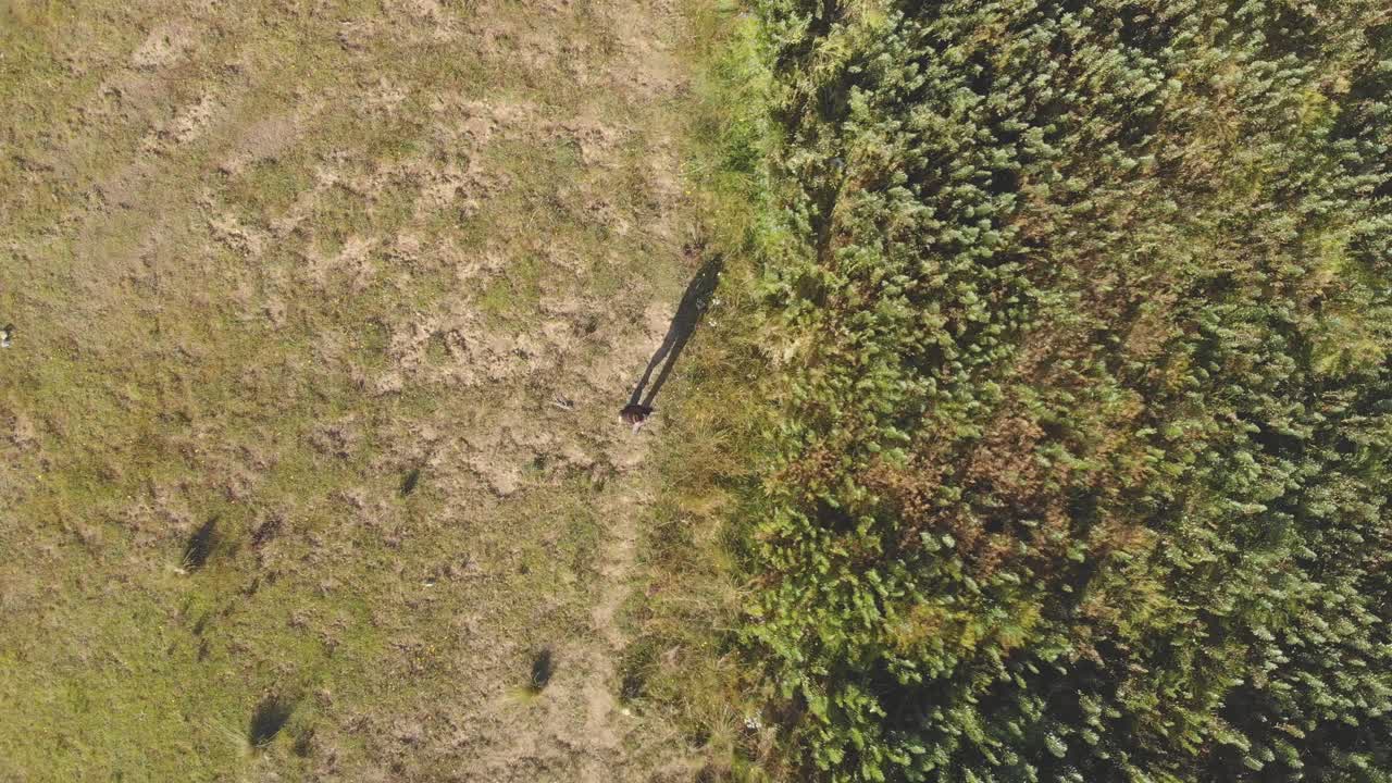 Girl walking between two colors green and brow side to beans plantation plants, cenital shot