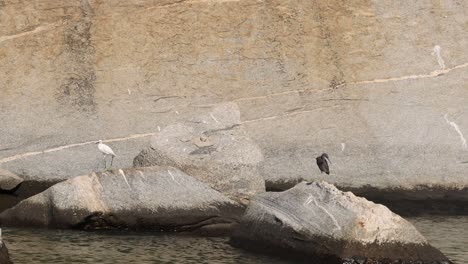 heron stands still as seagulls fly around.