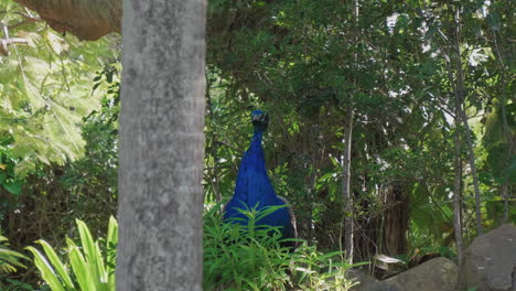 la toma de seguimiento revela un colorido pavo real macho en la isla de nueva caledonia.