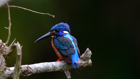 Der-Blauohrige-Eisvogel-Ist-Ein-Kleiner-Eisvogel,-Der-In-Thailand-Vorkommt-Und-Von-Vogelfotografen-Wegen-Seiner-Schönen-Blauen-Ohren-Gesucht-Wird,-Da-Er-Ein-Kleiner,-Niedlicher-Und-Flauschiger-Blaufederball-Eines-Vogels-Ist