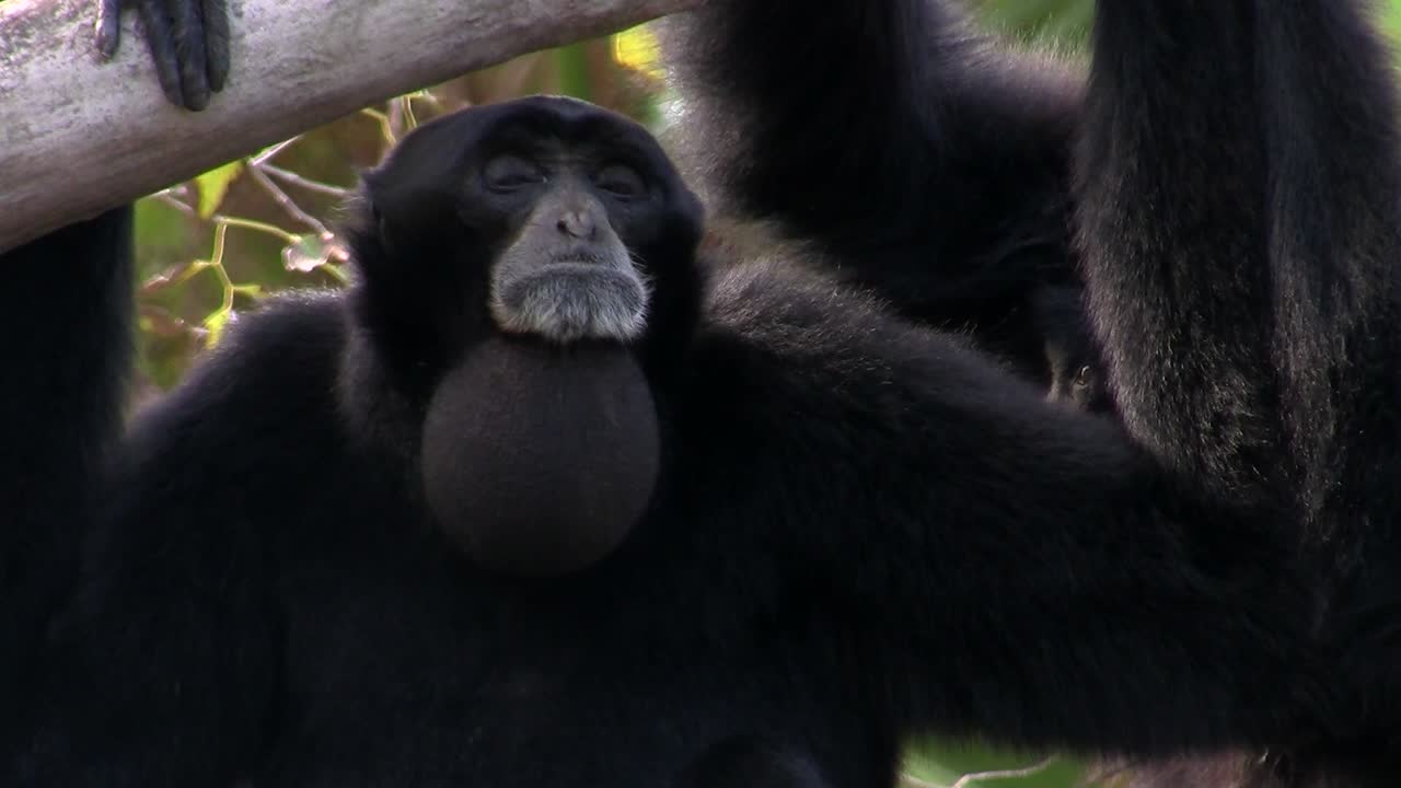 Un gibbone siamango dall'Indonesia si appende a un albero e gonfia il mento 3