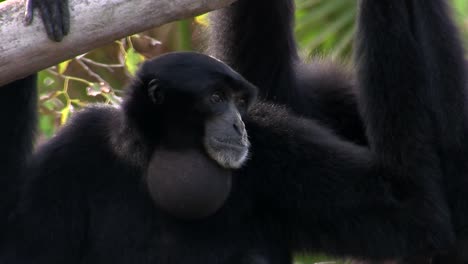 un gibón siamang de indonesia cuelga de un árbol e infla su barbilla 3