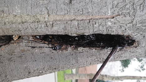 damaged tree trunk with resin leakage