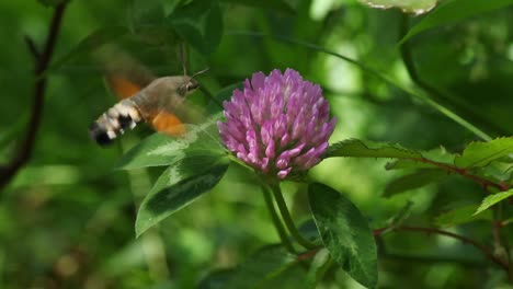 hovering hummingbird moth feeds on nectar of pink clover flower, close up