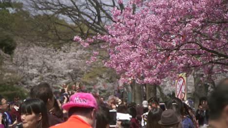 gente mirando el árbol de sakura rosa