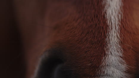 Wildpferd-In-Seinem-Natürlichen-Lebensraum