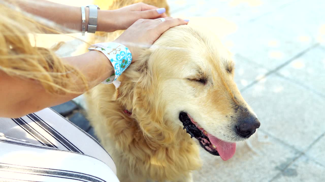 해가 지는 동안 공원에서 레트리버 개를 만지는 젊은 여성