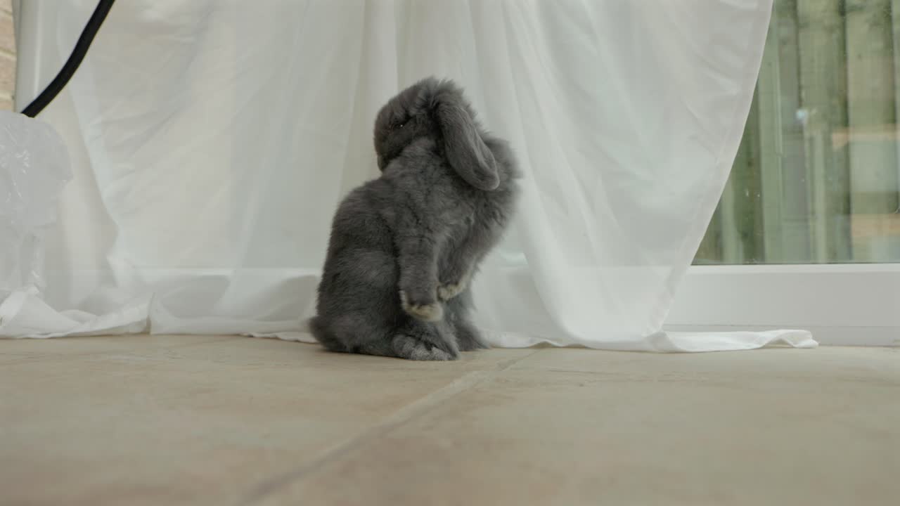 Adorabile coniglio domestico che si toeletta a casa.