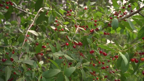 primer plano del árbol en movimiento del viento con poca fruta roja y cámara lenta de hoja verde y 60 fps
